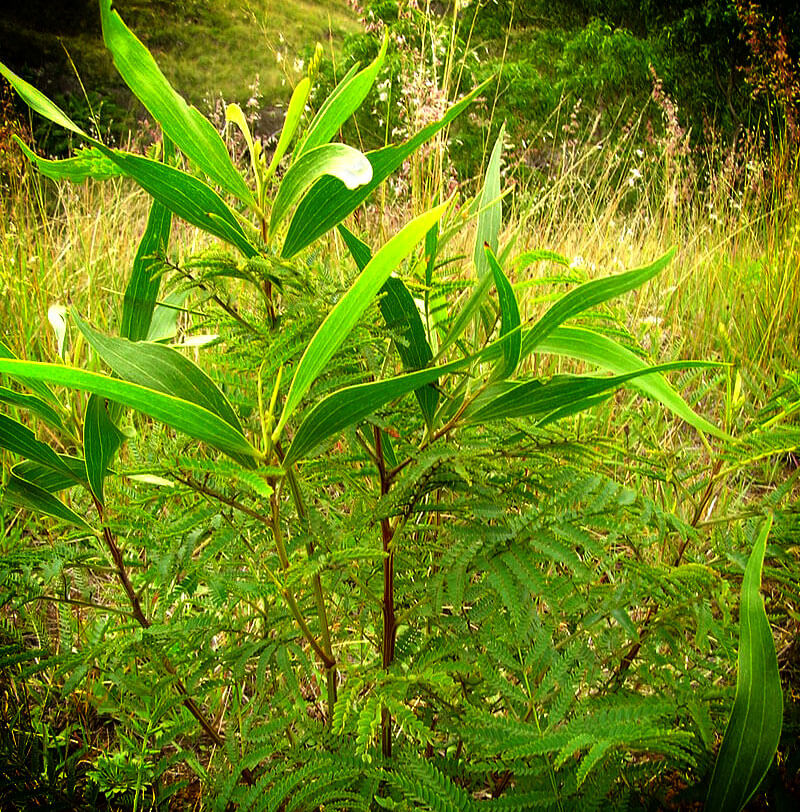 Acacia Koa plant