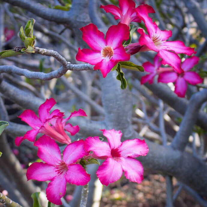 Adenium Obesum plant