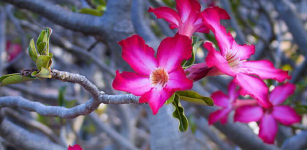 Adenium obesum