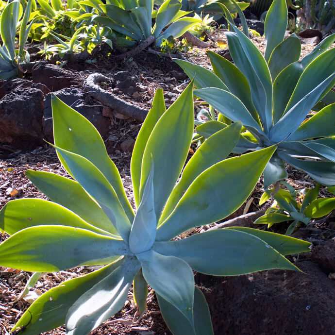 Agevaettenuata Agave Attenuata plant