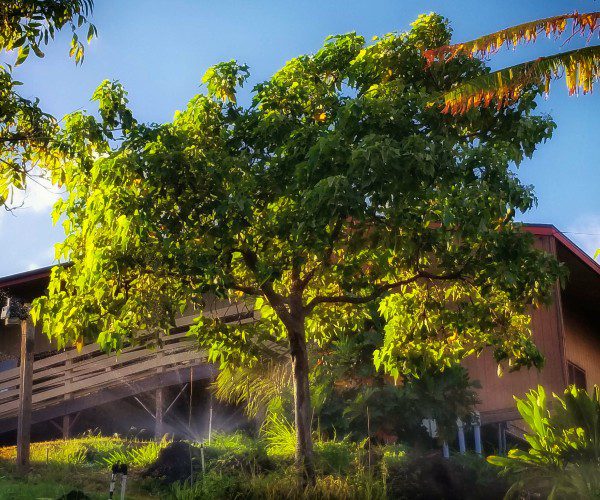 Aleurites-moluccana_600x500 Aleurites-moluccana tree