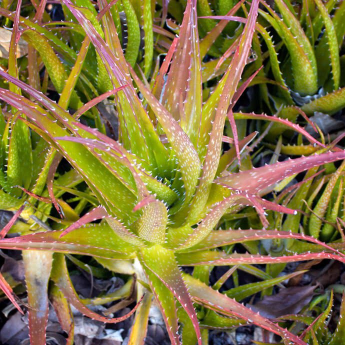 Aloevera Aloe Vera Plant