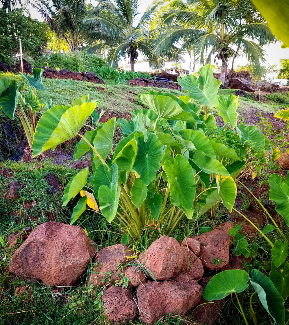 Colocasia Esculenta plant