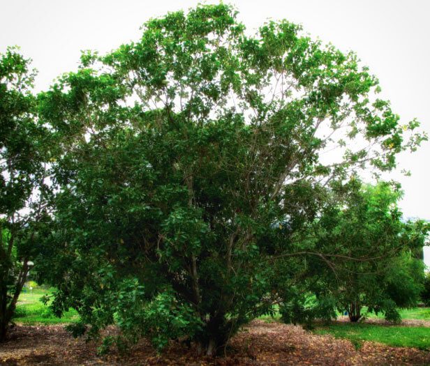 Colubrina Oppositifolia plant