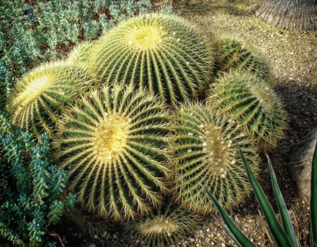 Echinocactus Grusonii