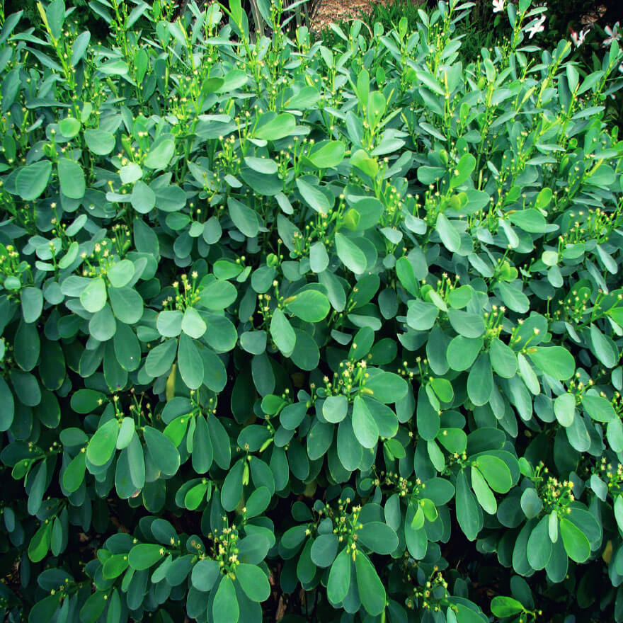 Euphorbia Celastroide plant