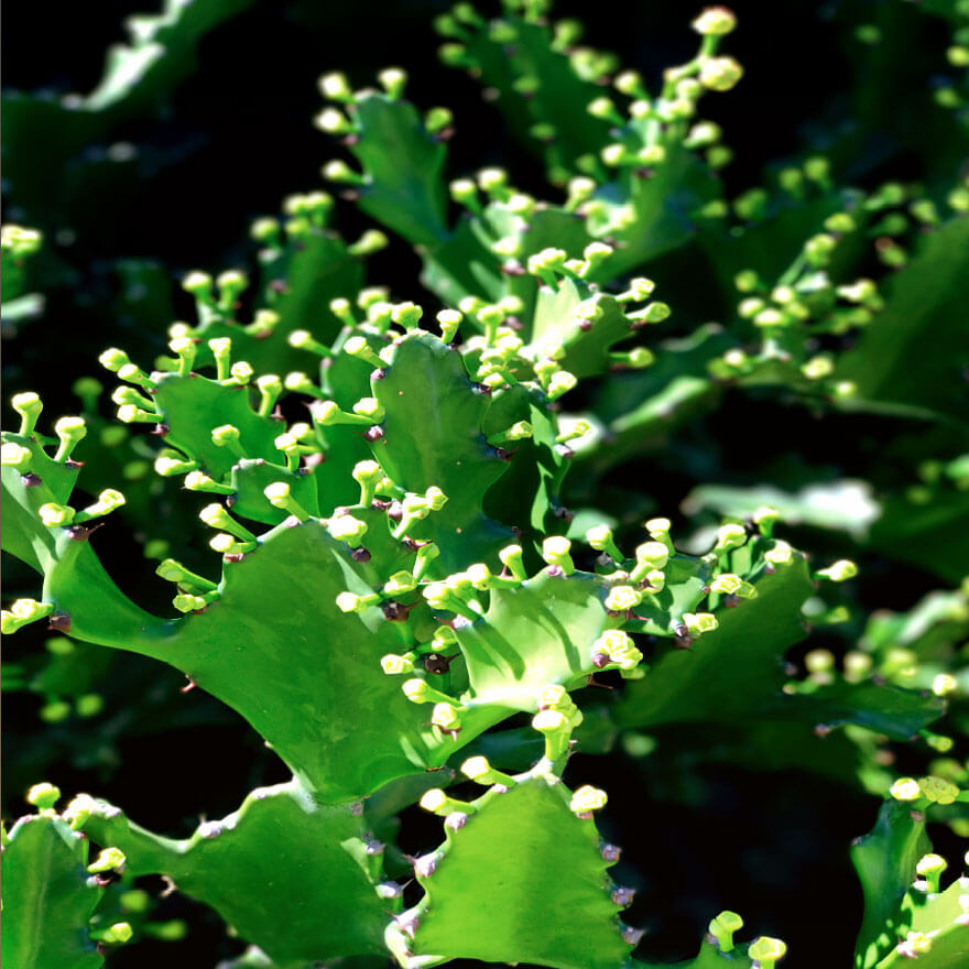 Euphorbia Lactea plant
