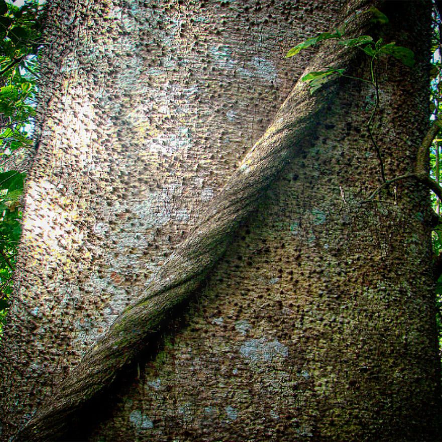 Hura-crepitans Hura Crepitans plant