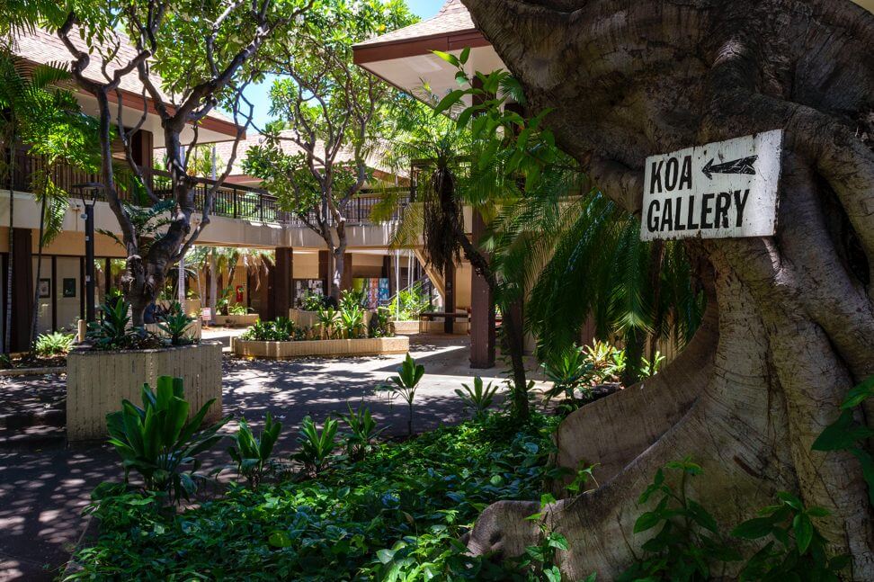 Koa01 Koa Gallery