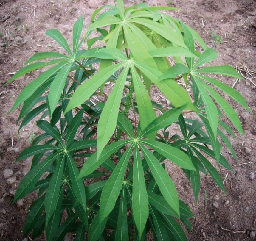 Manihot-esculenta-cassava Manihot Esculenta plant