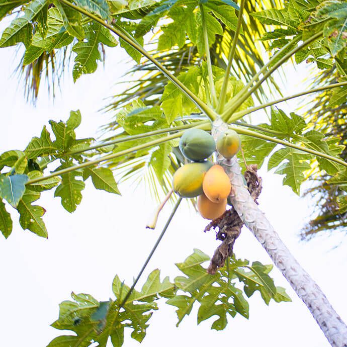 Carica Papaya