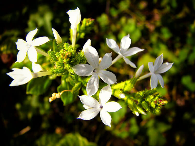 Plumbago Zeylanica plant