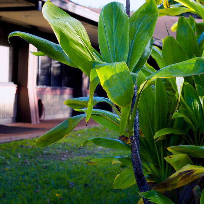 Cordyline Fruticosa plant