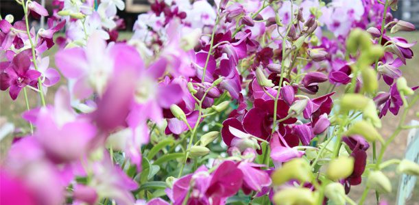 farmers_flower_611x300 flowers