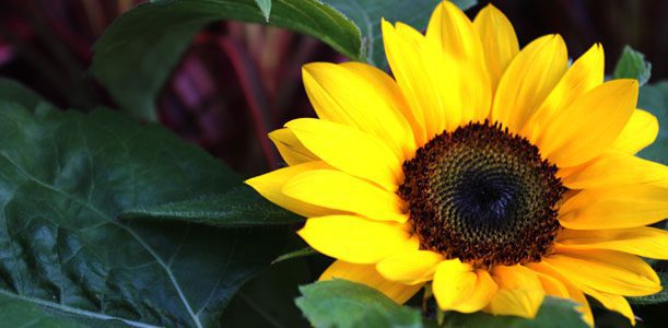 farmers_sunflower_611x300 sunflower