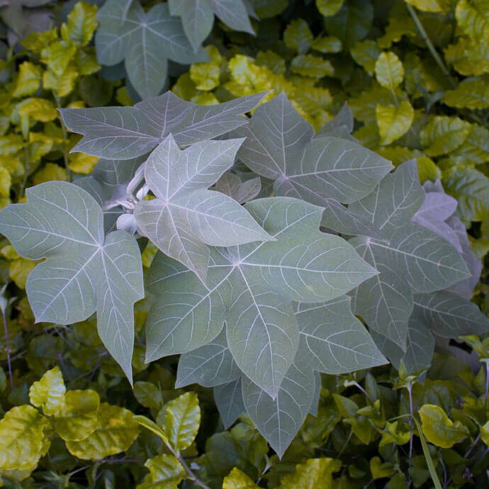 Gossypium Tomentosum plant