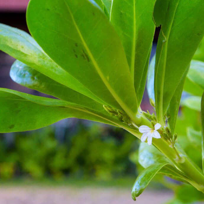 scaevolataccada Scaevola Taccada plant