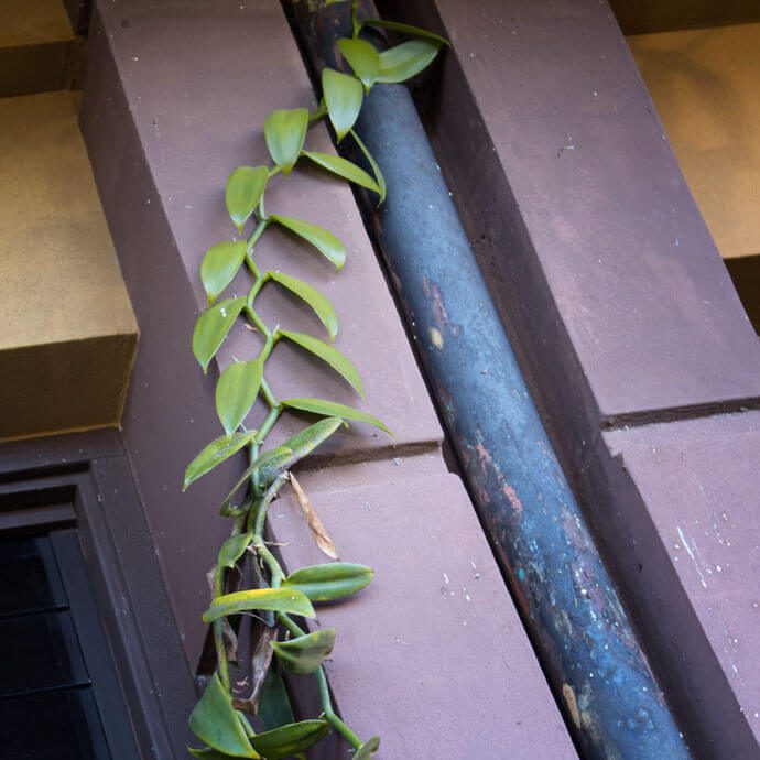 vanillaplanifolia Vanilla Planifolia